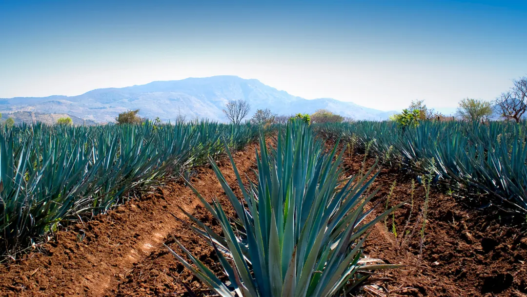 Rows of blue agave in an agave field